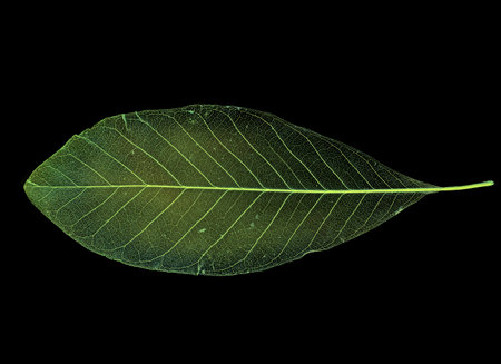 leaf texture pattern, leaf background with veins and cells - macro photographyの写真素材