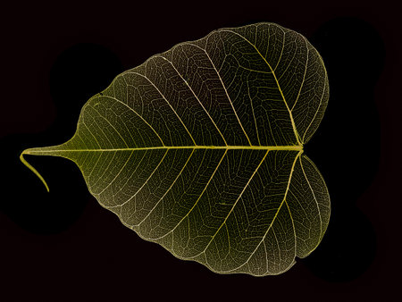 leaf texture pattern, leaf background with veins and cells - macro photographyの写真素材