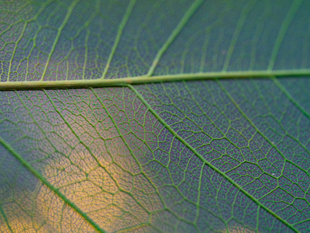 leaf texture, leaf background with veins and cells - macro photography