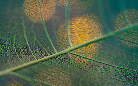 leaf texture, leaf background with veins and cells - macro photography