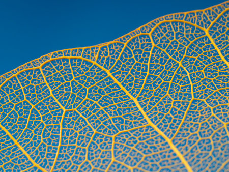 leaf texture, leaf background with veins and cells - macro photography