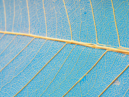 leaf texture, leaf background with veins and cells - macro photographyの写真素材