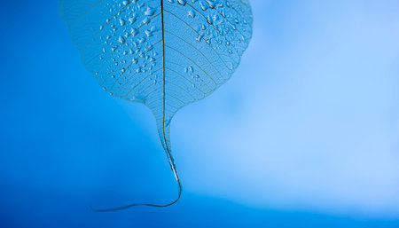 dewy leaf texture, leaf background with veins and cells - macro photography