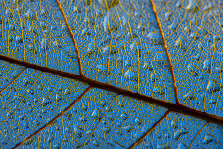 dewy leaf skeleton, leaf background with veins and cells - beautiful macro photography