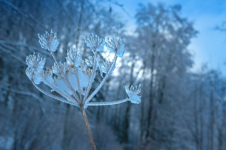 plant covered with ice in winter and blured landscapeの写真素材