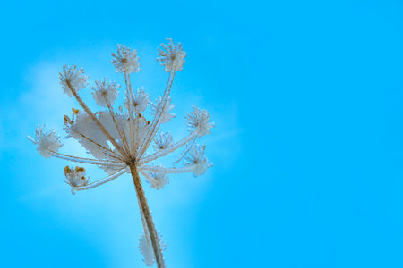 plant covered with ice in winter and blured landscapeの写真素材