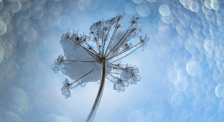 plant covered with ice in winter and blured landscape
