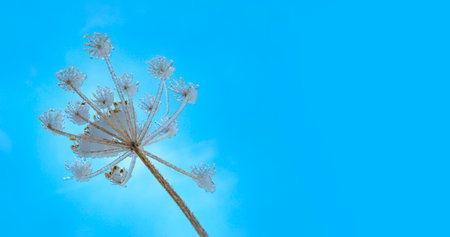 plant covered with ice in winter and blured landscapeの写真素材
