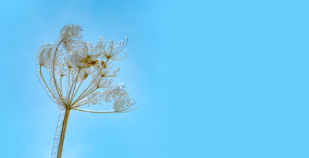plant covered with ice in winter and blured landscape