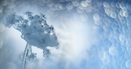 plant covered with ice in winter and blured landscape