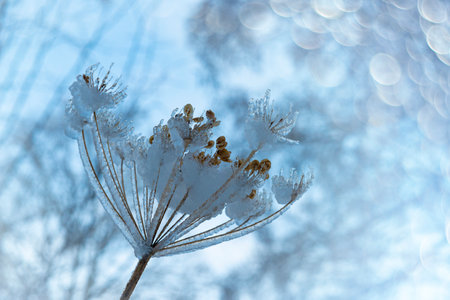 plant covered with ice in winter and blured landscape