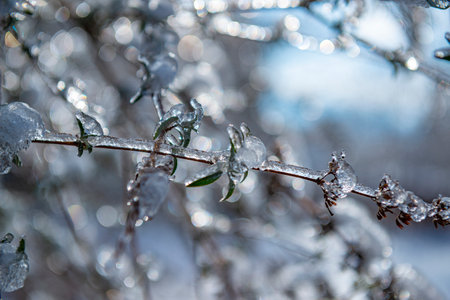 tree covered with ice in winter and blured landscape