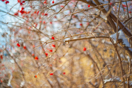 tree covered with ice in winter and blured landscape
