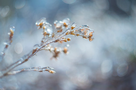 branch covered with ice in winter and blured landscapeの写真素材