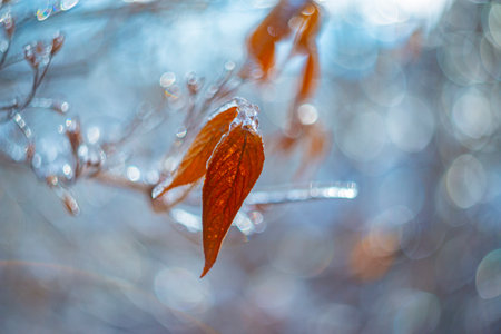 plant covered with ice in winter and blured landscape