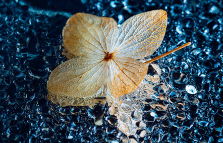 dry hydrangea flower on a dewy background - artistic macro pictureの写真素材
