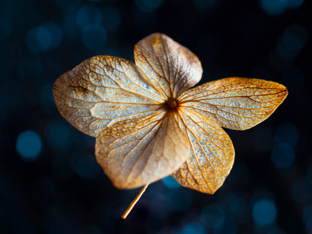 dry hydrangea flower on a dark background - artistic macro pictureの写真素材