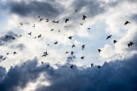 sky with clouds and flock of birds