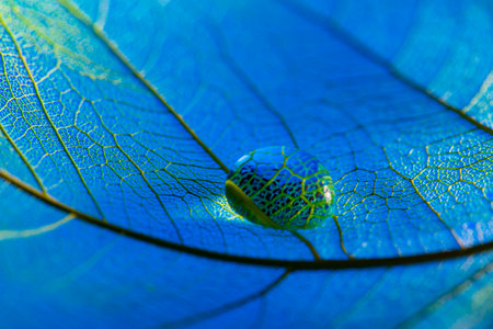 feaf skeleton with rain drops - macro photographの写真素材