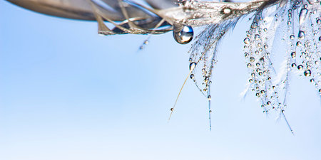 feather with rain drops - beautiful macro photograph
