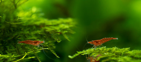 red shrimps in freshwater aquarium - pets hobby animalの写真素材