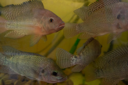Close-up Nile tilapia, Oreochromis niloticus in aquariumの写真素材
