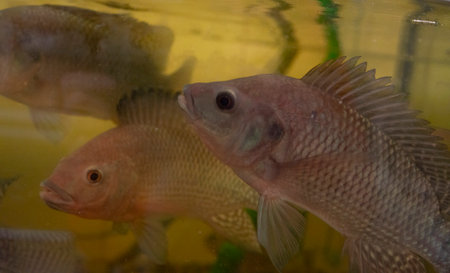 Close-up Nile tilapia, Oreochromis niloticus in aquariumの写真素材