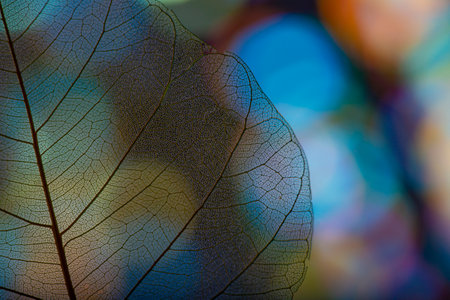 background from leaf skeleton with veins and cells - macro photographの写真素材
