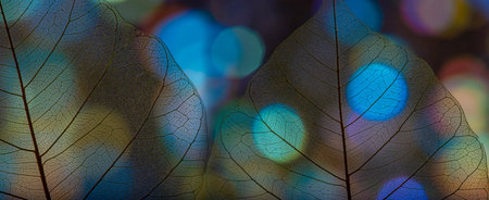 background from leaf skeleton with veins and cells - macro photograph
