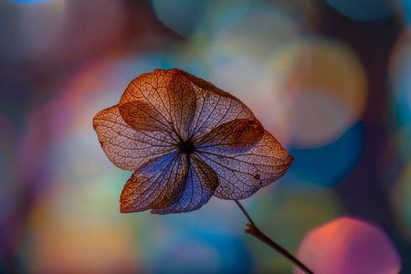 bokeh background and hydrangea flower skeleton with veins and cells - macro photographの写真素材