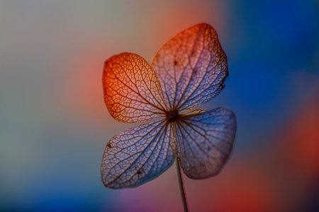 bokeh background and hydrangea flower skeleton with veins and cells - macro photographの写真素材