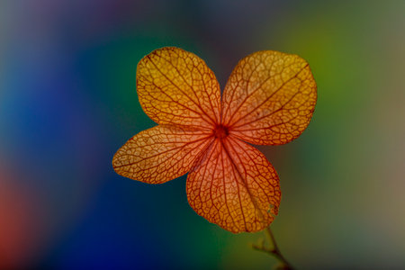 bokeh background and hydrangea flower skeleton with veins and cells - macro photographの写真素材