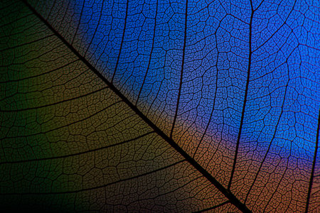 background from leaf skeleton with veins and cells - macro photograph