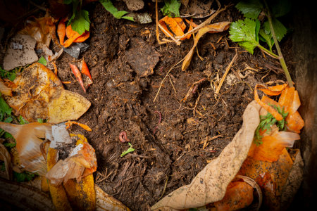 organic living compost in detail. You can see biodegradable kitchen waste, wood ash, paper, soil and earthwormsの写真素材