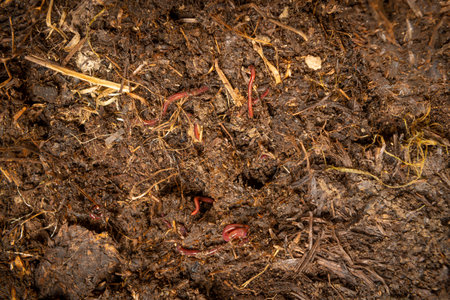 organic living compost in detail. You can see biodegradable waste, wood soil and earthwormsの写真素材