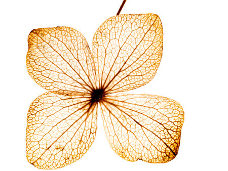 hydrangea flower skeleton with veins and cells - macro photographの写真素材