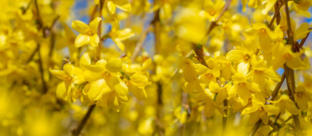 forsythia bush blossom in springの写真素材