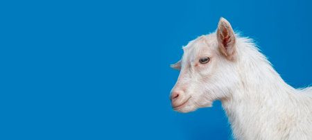 white goat - portrait on blue backgroundの写真素材