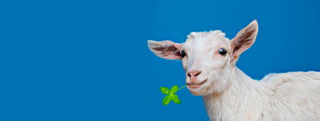 young white goat - portrait on blue backgroundの写真素材
