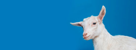 happy young white goat - portrait on blue backgroundの写真素材
