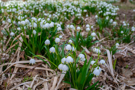 Leucojum vernum (spring snowflake) in spring forest, Czech republic, Europeの写真素材