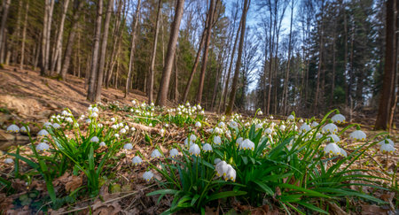 Leucojum vernum (spring snowflake) in spring forest, Czech republic, Europe