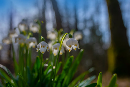 Leucojum vernum (spring snowflake) in spring forest, Czech republic, Europeの写真素材