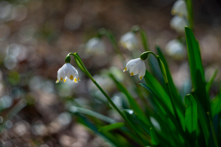 Leucojum vernum (spring snowflake) in spring forest, Czech republic, Europeの写真素材