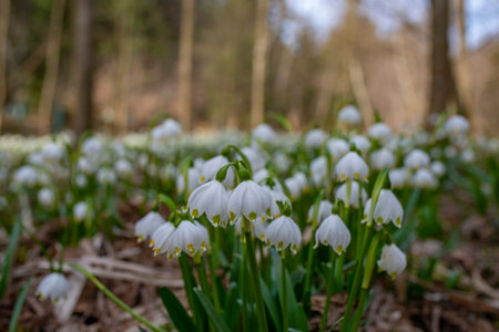 Leucojum vernum (spring snowflake) in spring forest, Czech republic, Europeの写真素材