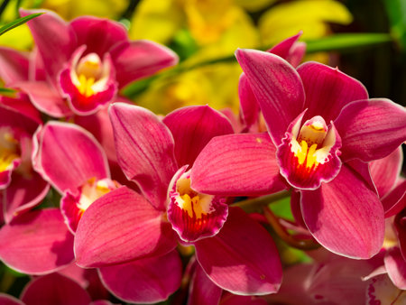 orchid cymbidium in the glasshouse close upの写真素材