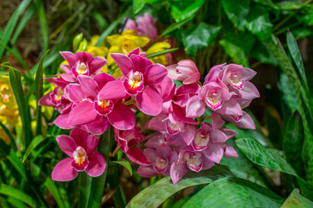 orchid cymbidium in the glasshouse close upの写真素材