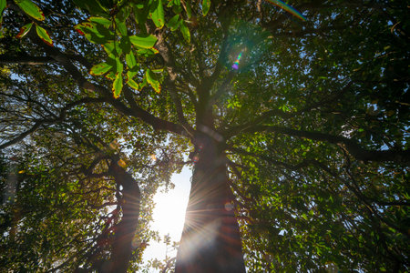 big old trees - view from below into the treetopsの写真素材