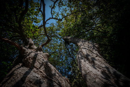 big old trees - view from below into the treetopsの写真素材