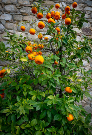 Bitter orange, Sour Orange - bigarade orange tree in the detailの写真素材